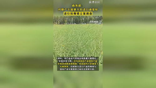 商务部对原产于加拿大的进口油菜籽进行反倾销立案调查